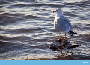 ::: Seagull 海鷗 by DV :::