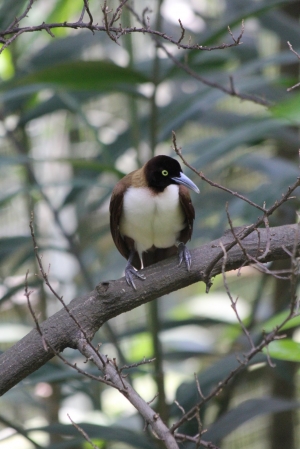 鳥兒亂亂拍之新加坡鳥園