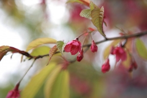 阿里山賞花胡亂拍（新增Part II）