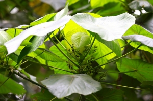 血桐花與油桐的探究4_油桐花 _jyp.