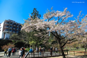 阿里山櫻花_吉野櫻盛開