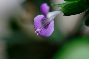 來點花花草草吧