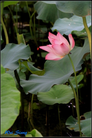 一路向南~走到白河賞花@@