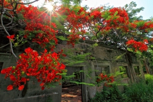 鳳凰花開
