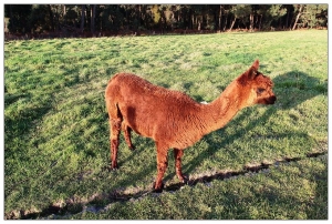 羊駝...alpaca