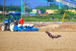 田園風光-黑鳶