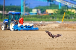 田園風光-黑鳶