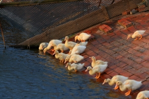 天秤之旅4(大城鄉夕照)