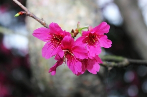 2011年2月13日淡水的櫻花