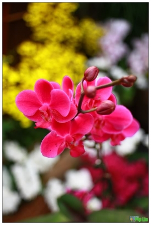 蘭花