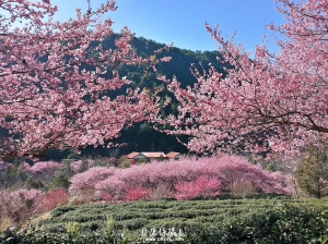 春の櫻【武陵櫻花】。一日強攻！