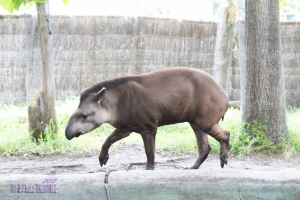 動物園一日遊