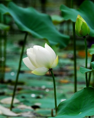 N家小灰四之蓮/荷花會