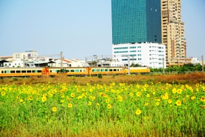 台南市 生產路上的花海