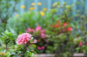 我家的小花園 │ By Howard