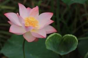 蓮   華
