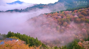 日本花見行之旅館窗外【仙境。山境。花境】漫遊櫻花故...