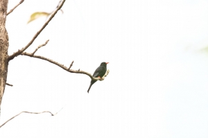 新手打鳥第一次貼圖