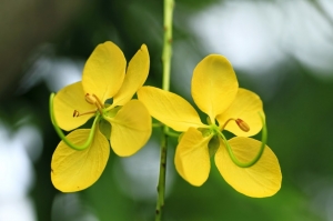 shining like gold 阿勃勒