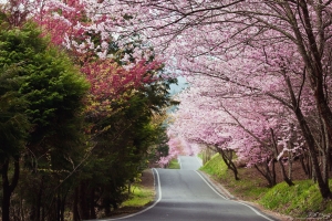 櫻花波浪彎道 之 不在場證明人車淨空版