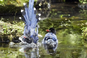 藍鵲沐浴