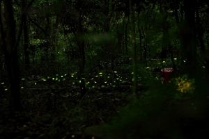 4.16.天氣晴.螢光小精靈