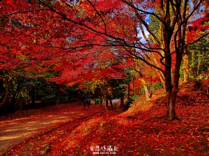 日本賞楓【秋。紅顏】感受當下～