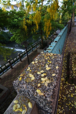 0612-阿勃勒 黃金雨
