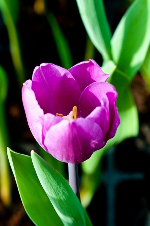 鬱金香花第二輯