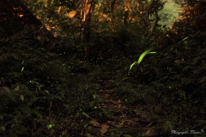 5/3號 土城桐花公園螢火蟲報告 要去的朋友可以看看