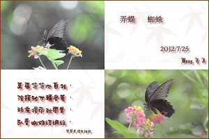台中Wang~~淡然的拍……滴嘟