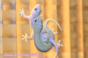 18 禁