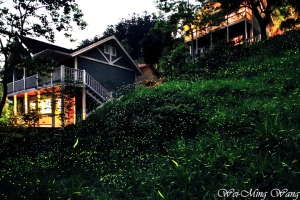 若蘭山莊之螢火蟲