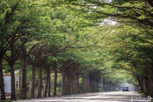 台南 綠色隧道、蜀葵、奇美博物館