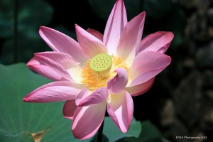 中興新村荷花