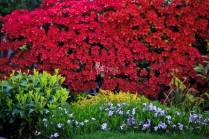 ::: My Secret Garden 我的秘密花園 by DV :::