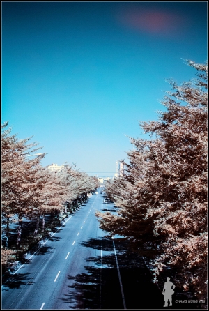 濾鏡IR(PS色相單除顏色)
