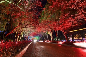 夜の桜