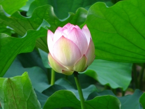 賞荷趣