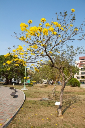 台南～黃花風鈴木