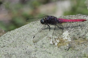 霜白蜻蜓兩種亞種！！！
