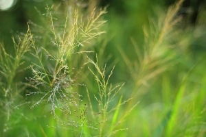 綠意(EF 50 F1.8)