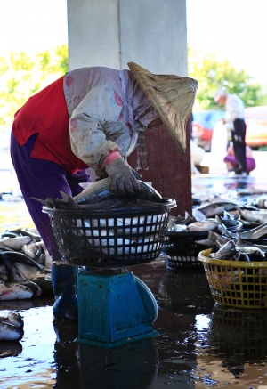 (chujy) 竹北拔子窟烏魚