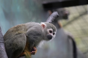 來騙分數了~~動物園趴趴走