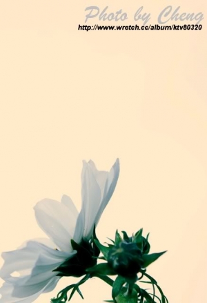 花&葉