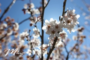 清境 陽光 櫻花