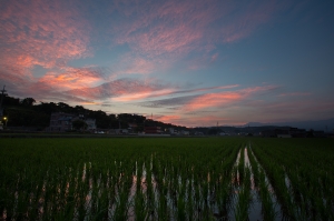 田野晨之燒