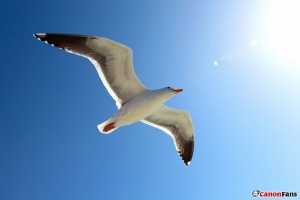 海鷗～