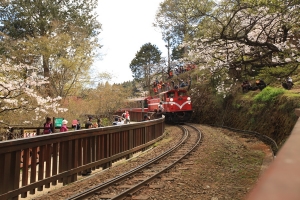 阿里山櫻花