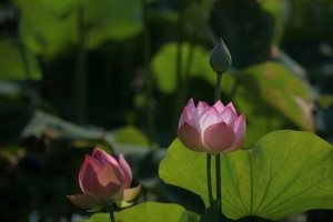 想  荷